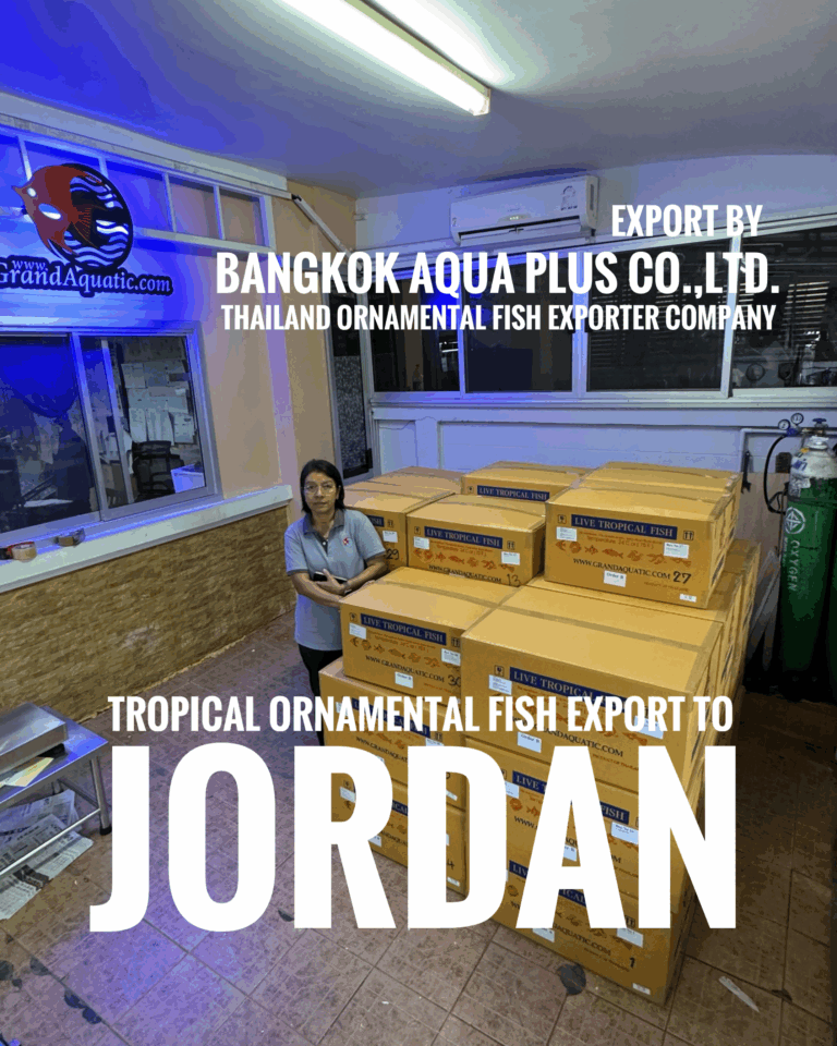 Tropical ornamental fish exporter from Thailand