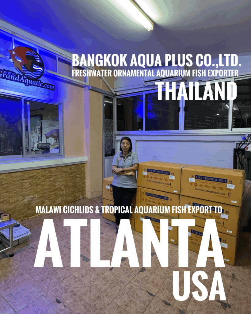 Malawi Cichlids export to USA