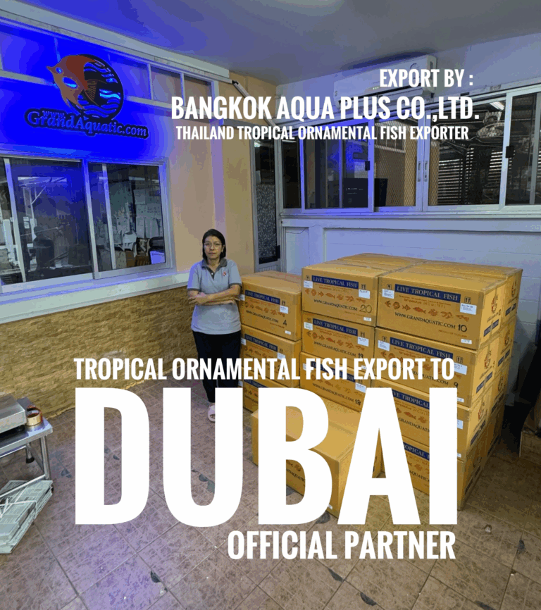 High-Quality Tropical Ornamental Fish Export from Thailand to Dubai & UAE – Trusted Partner for Importers