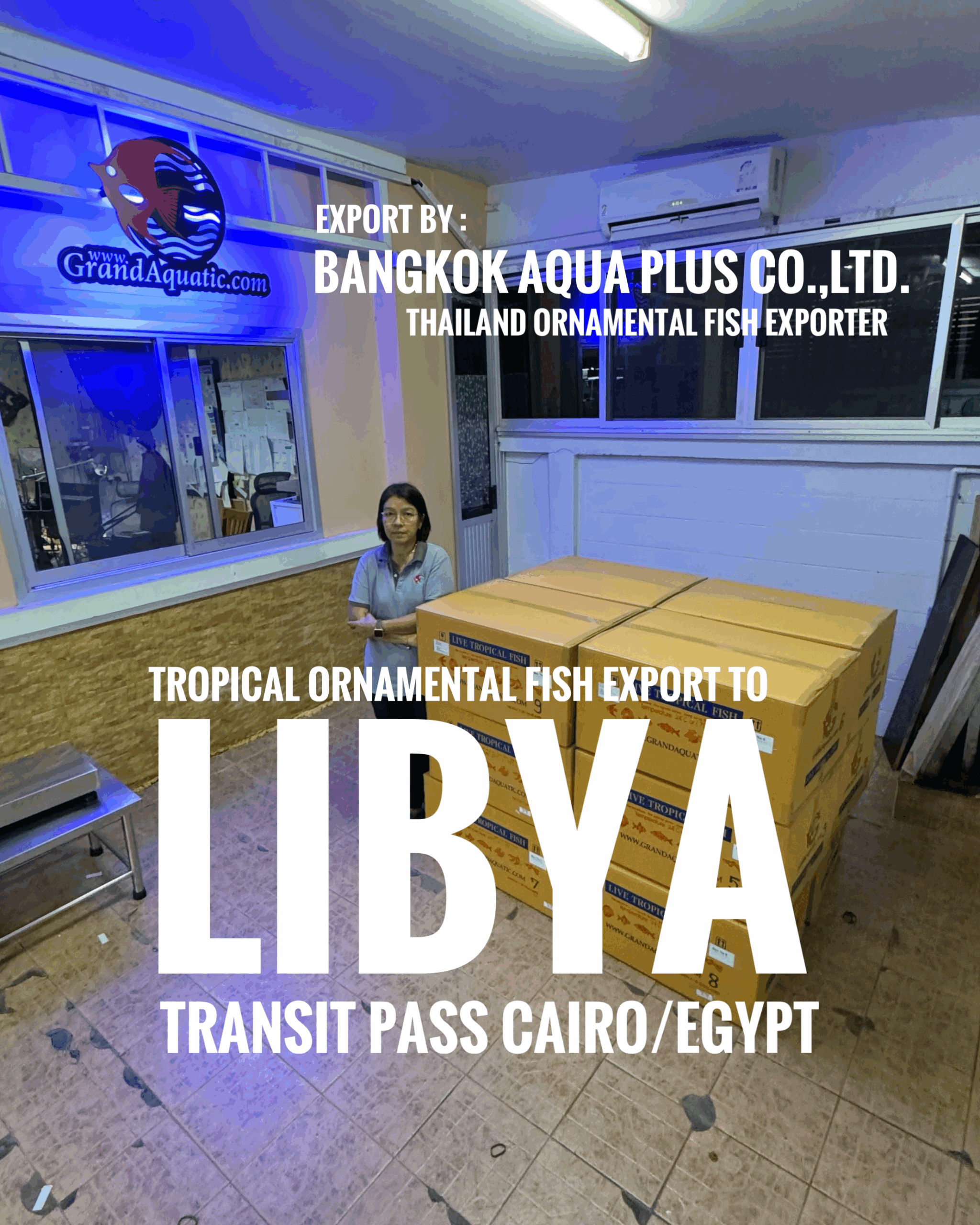 High-Quality Tropical Ornamental Fish Export to Libya – Reliable, Trustworthy & Professional from Thailand