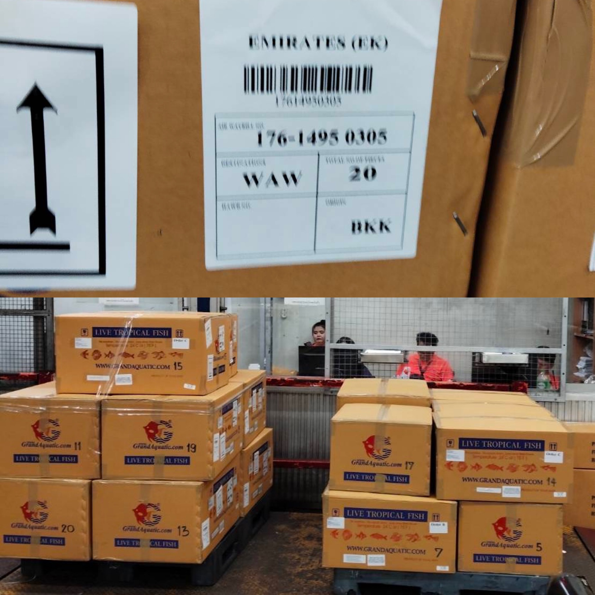 Shipping & Transhipper  Service