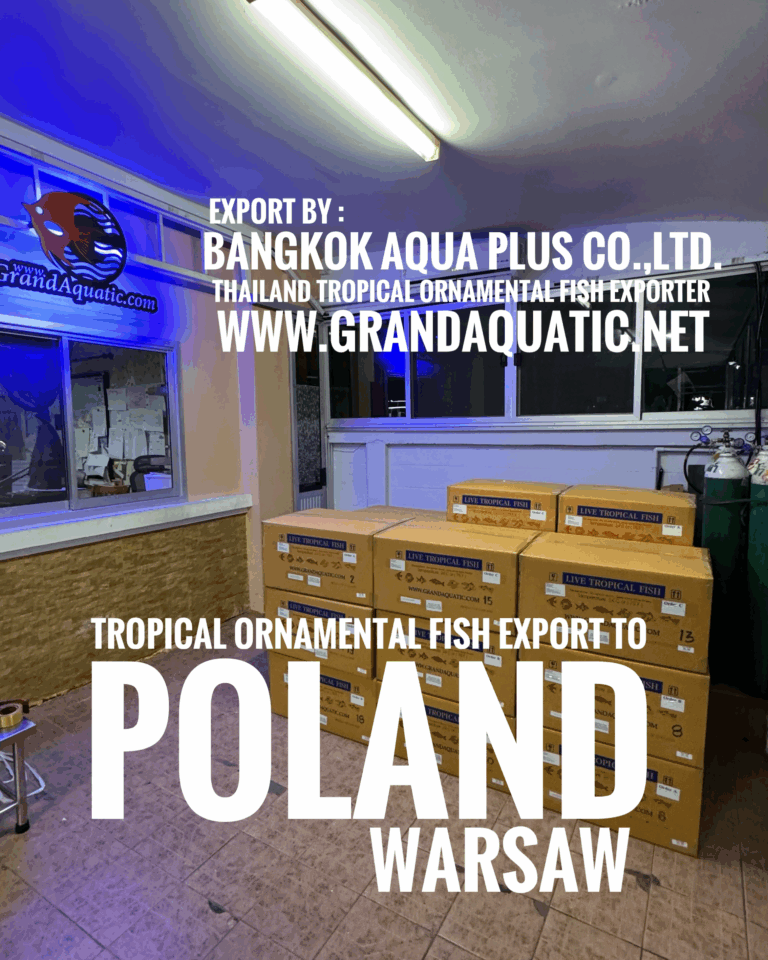 High-Quality Freshwater Ornamental Fish Export to Official Partner in Warsaw, Poland