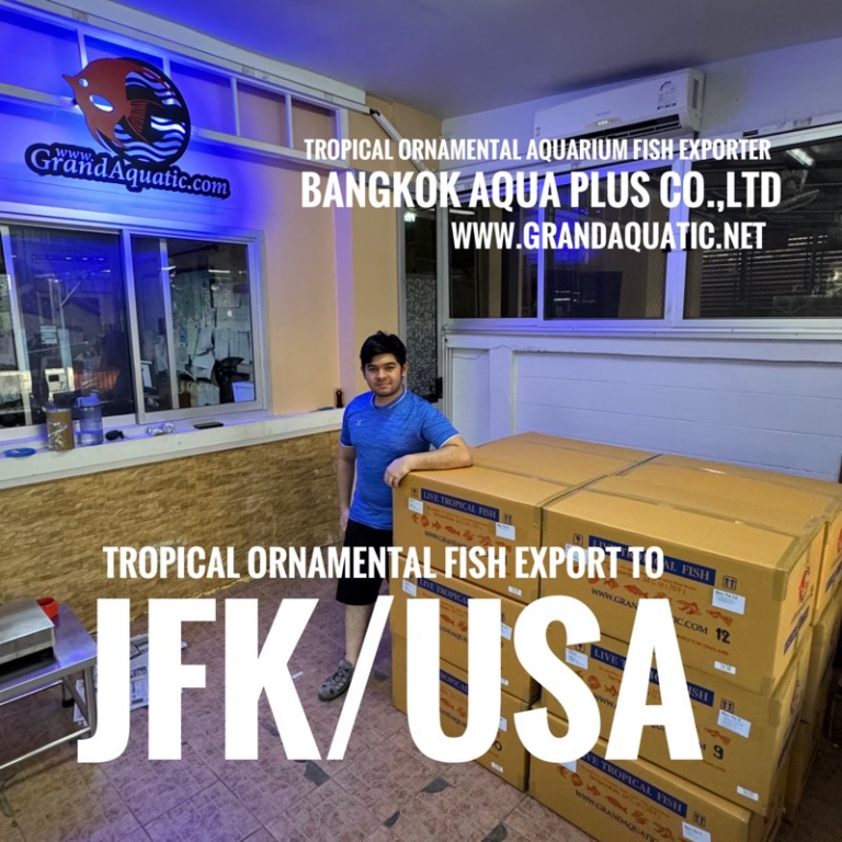 Elevate Your Business with Premium Freshwater Ornamental Fish – Exported from Thailand to JFK, USA 