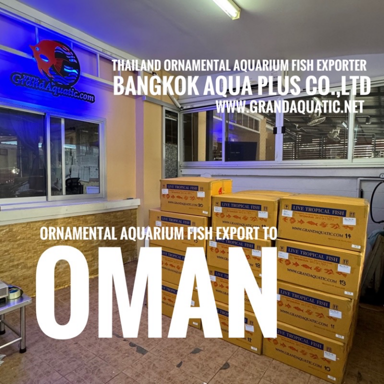 Premium Freshwater Ornamental Fish Export from Thailand to Oman