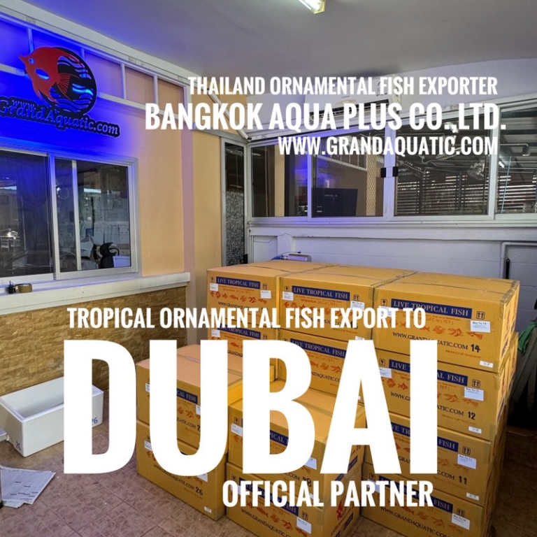 High-Quality Freshwater Ornamental Fish Export to Dubai / UAE – Trusted by Official Partners