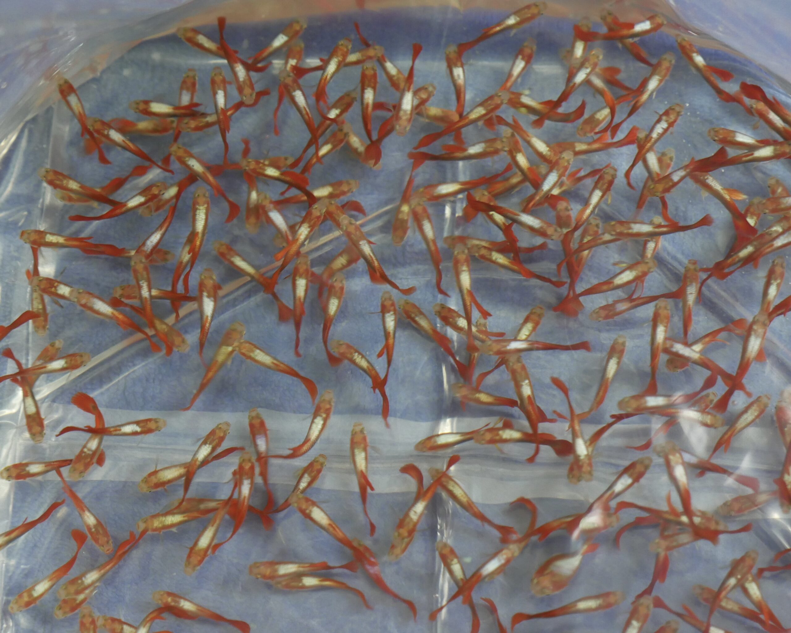 Red platinum guppy male