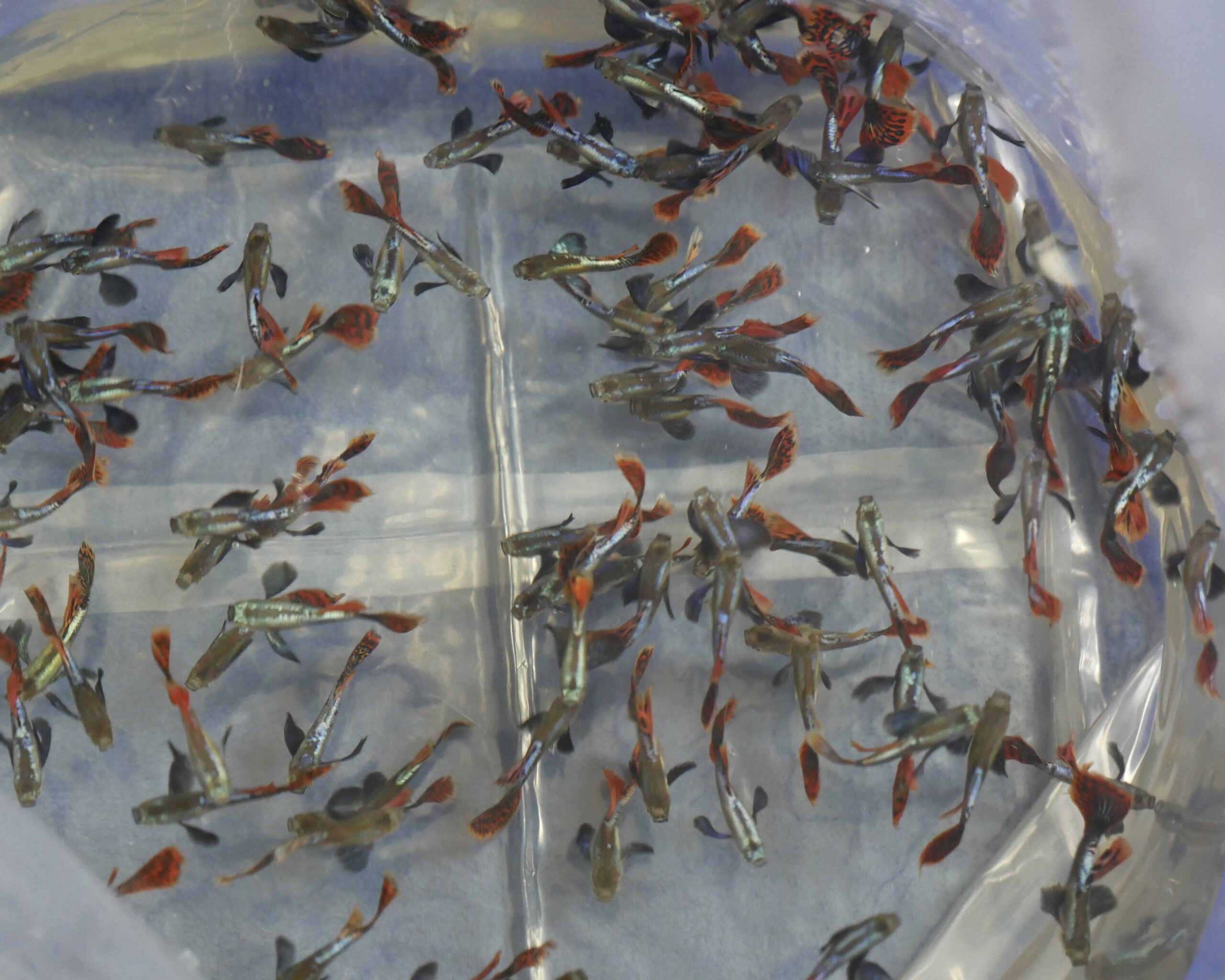 Chili dumbo guppy male